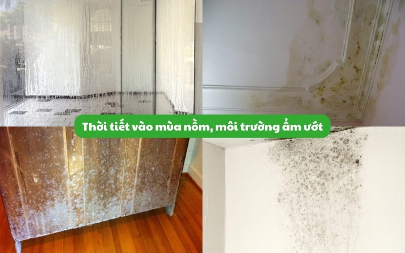 Thời tiết trời nồm ẩm ướt