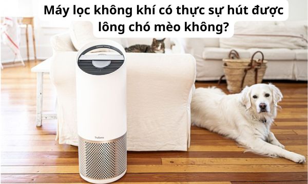 Máy lọc không khí có thực sự hút được lông chó mèo không?